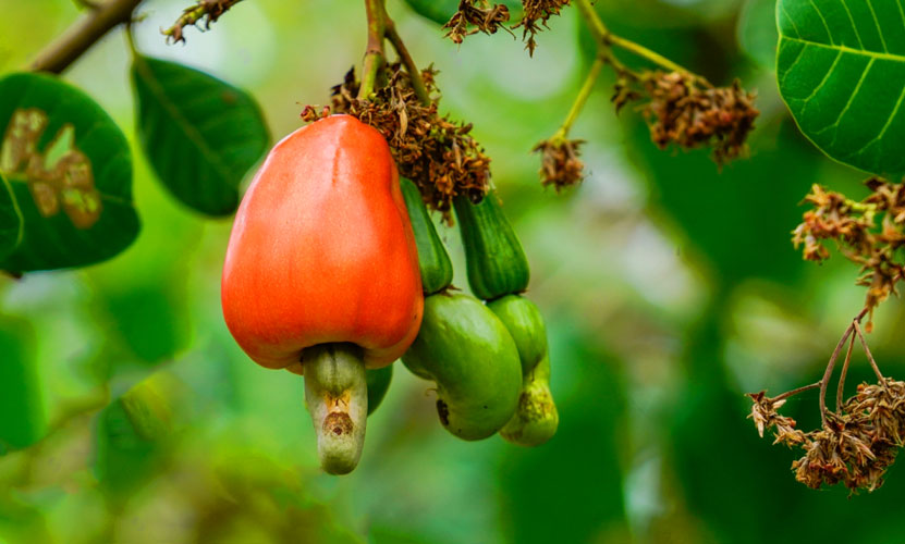 Tale of Cashews